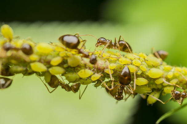 Muurahaiset syövät afidejä
 - Valokuva, kuva