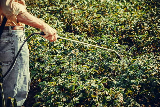 Mies ruiskuttaa torjunta peruna plantaasille käsin spray kesällä. Viljelijä
. - Valokuva, kuva