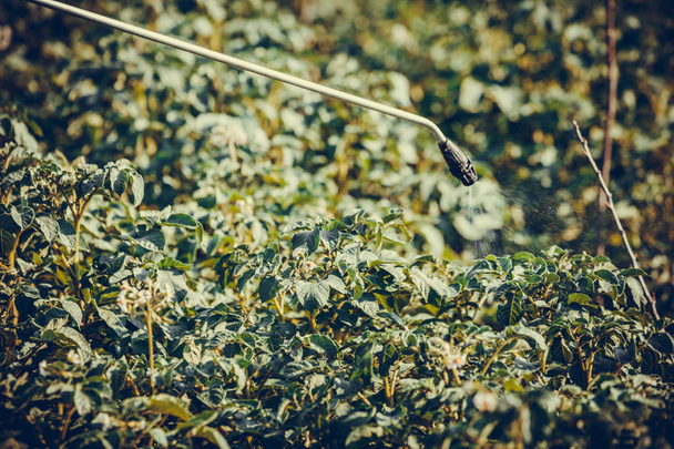 Pulverización de plantas de papa con insecticida en el jardín
 - Foto, imagen