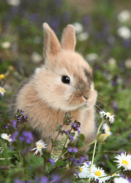 Ravissant petit lapin beige
 - Photo, image