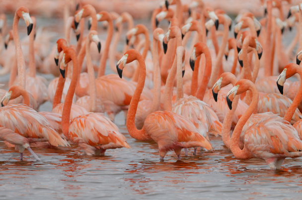 Suuremmat flamingot
 - Valokuva, kuva