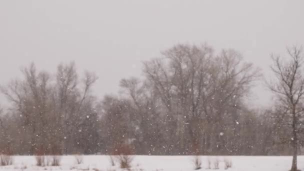 Spadający śnieg w zimowym parku z pokrytymi śniegiem drzewami, zwolnione tempo. - Materiał filmowy, wideo
