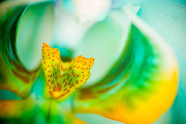 Nahaufnahme von der Vorderseite der blauen Orchideenblume. Makroaufnahme, Studioaufnahme. - Foto, Bild