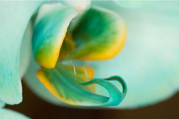 Close up side view of blue orchid flower. Macro view, studio shoot. - Photo, Image