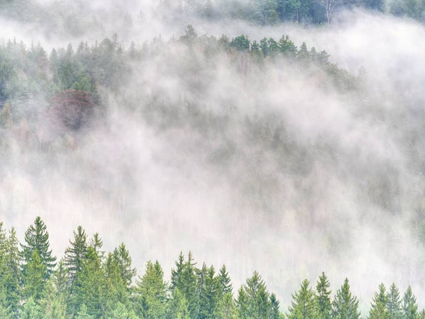 Paisagem outonal com floresta nebulosa, agulhas verdes e folhas ao nascer do sol nublado. Floresta nebulosa de fadas no outono
.  - Foto, Imagem