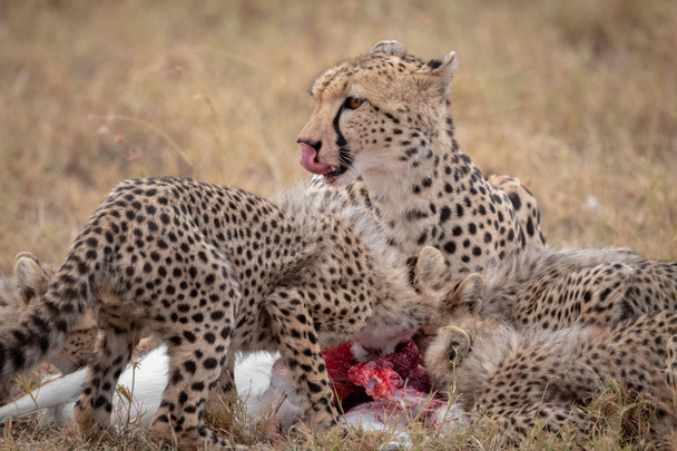 Cheetah lame los labios mientras los cachorros comen matar
 - Foto, imagen
