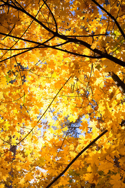 paysage naturel automne coloré - fond de feuilles jaunes. espace de copie
 - Photo, image