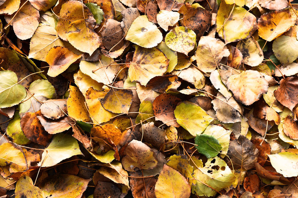 Abstraktní obrázek žluté a hnědé podzimní listy.  - Fotografie, Obrázek