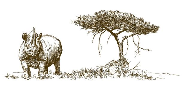 Rinoceronte. Ilustração desenhada à mão
 - Vetor, Imagem