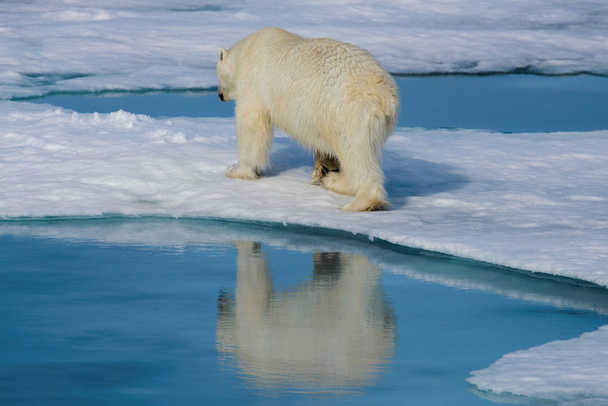 Белый медведь (Ursus maritimus) на паковом льду севернее острова Шпицберген, Норвегия
 - Фото, изображение
