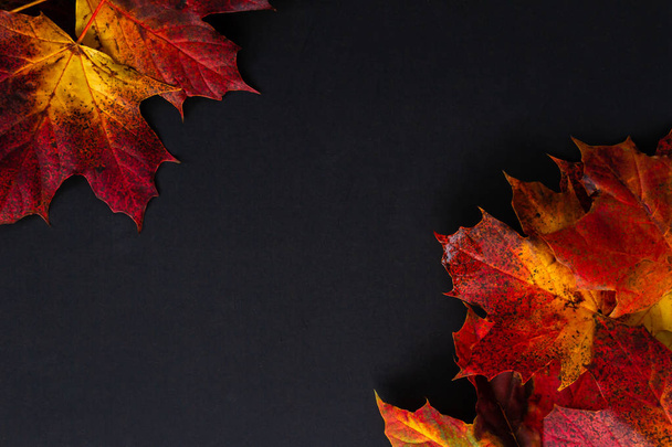 Feuilles d'automne rouges, orange et jaunes sur fond noir avec espace pour la copie
 - Photo, image