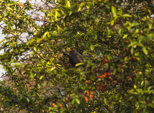 Blackbird skryté mezi listy rostlin - Fotografie, Obrázek