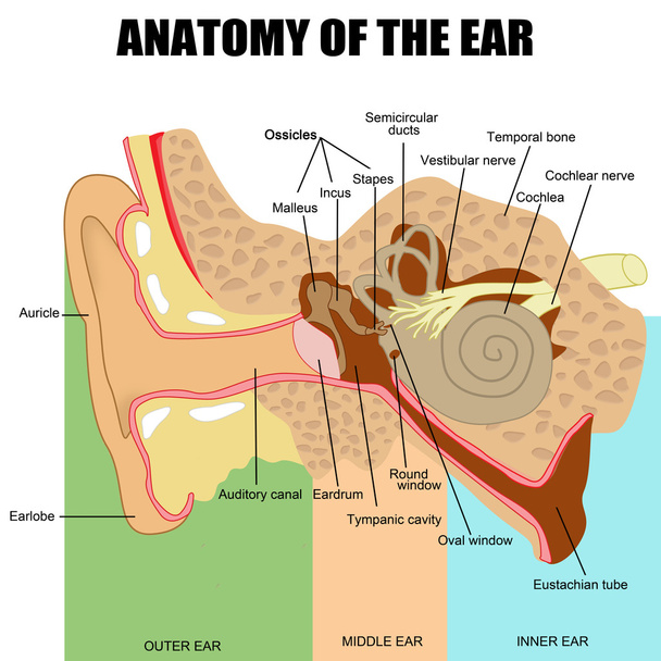 anatomie lidského ucha - Vektor, obrázek