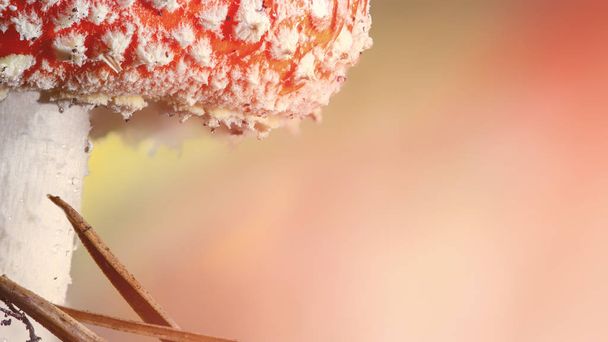 Μανιτάρια Amanita muscaria μύγα Αγαρικό κόκκινο με λευκές κηλίδες στο γρασίδι. - Φωτογραφία, εικόνα