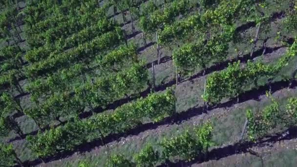 vue aérienne d'un vignoble en automne
 - Séquence, vidéo