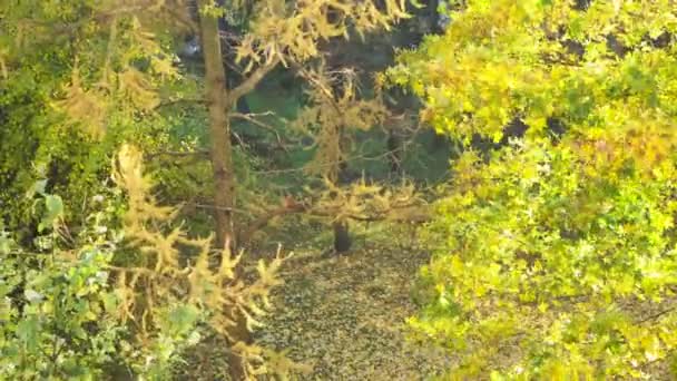 Güzel sonbahar ağaçlar, akçaağaç - Video, Çekim