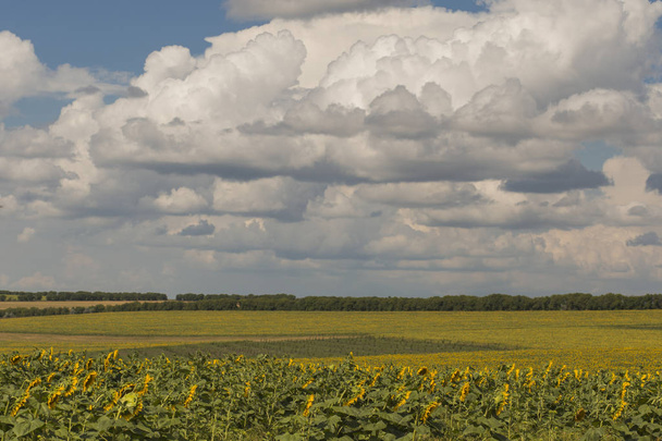 Clouds over a field with a sunflower. - Zdjęcie, obraz