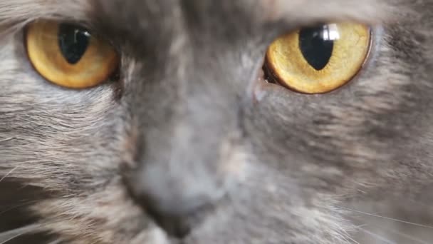katten ogen close-up - Video