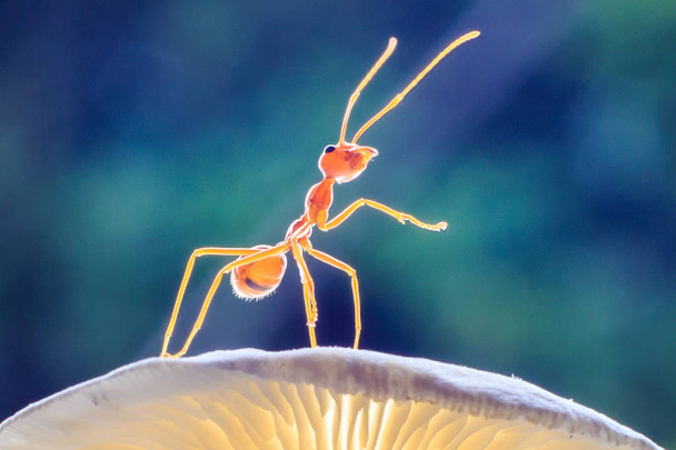 Hormigas o Oecoephylla smaradgina
 - Foto, imagen