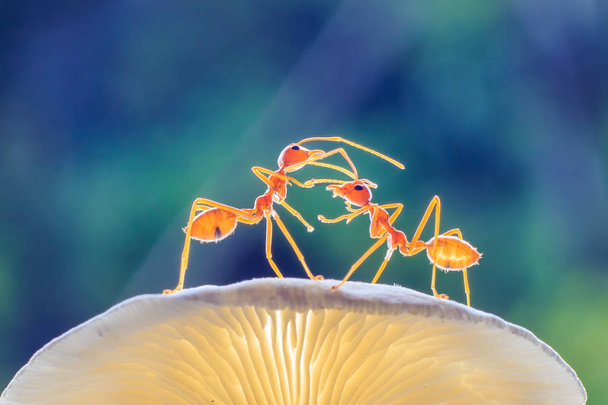 蟻または Oecoephylla smaradgina - 写真・画像