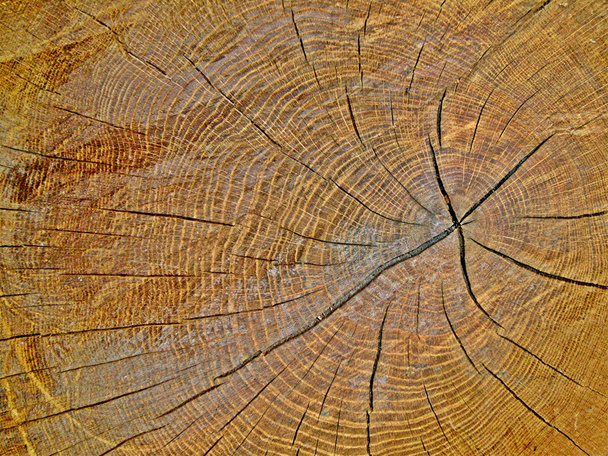 το ξύλο του μια βελανιδιά - Φωτογραφία, εικόνα