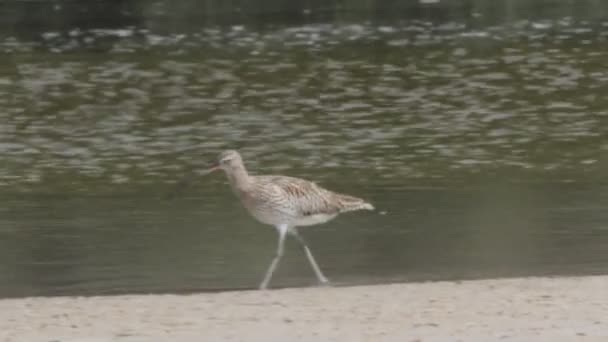 Eurasian Curlew - Footage, Video
