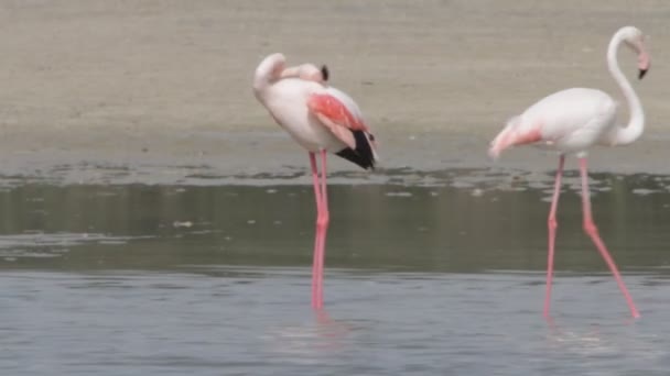 Flamingo - Filmagem, Vídeo