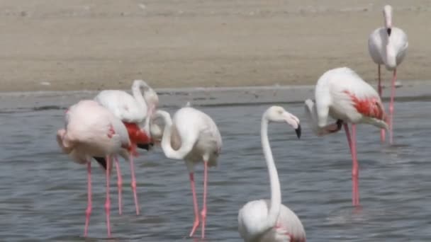 Фламинго - Кадры, видео