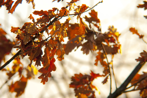 Сухие дубовые листья
 - Фото, изображение