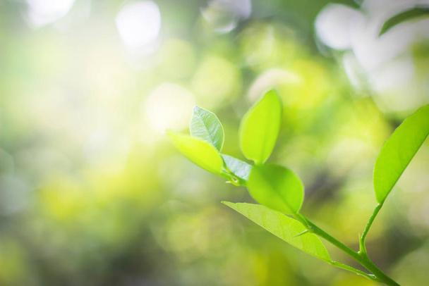 Closeup nature view of green tea lime leaves at plantation in garden on blurred greenery background in morning sunlight. Natural green plants landscape and ecology, fresh wallpaper concept copy space - Photo, image