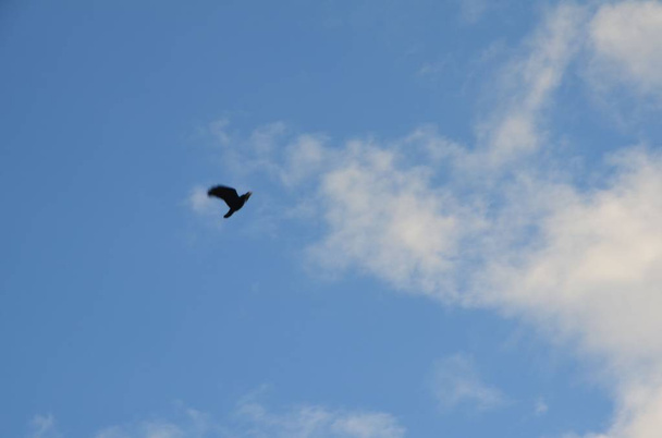 Pták (na podzim) - Fotografie, Obrázek