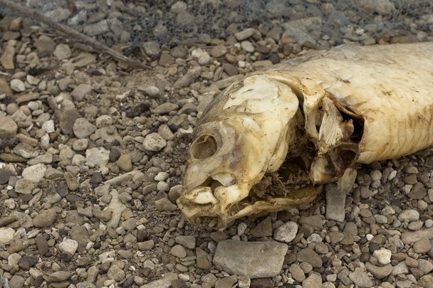Pesce morto in decomposizione
 - Foto, immagini