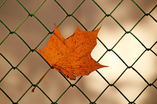 fallen maple leaf stuck in the fence - Photo, image