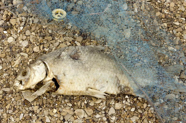 mrtvý shnilých ryb znečištění - Fotografie, Obrázek