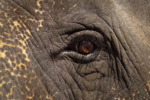 象の悲しげな顔クローズ アップ - 写真・画像
