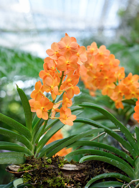 Kaunis orkidea kukka luonnollinen tausta. - Valokuva, kuva
