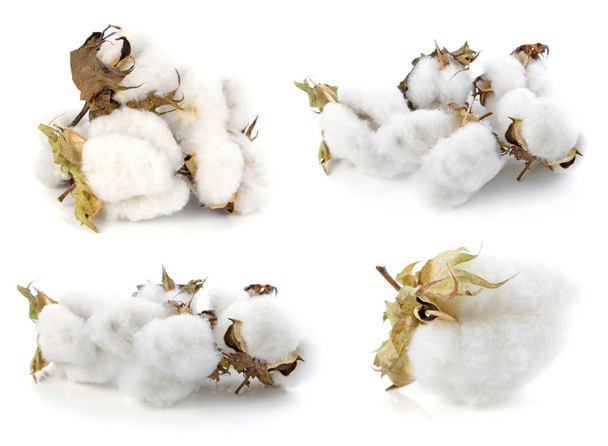 白い背景に孤立した綿の植物の花 - 写真・画像