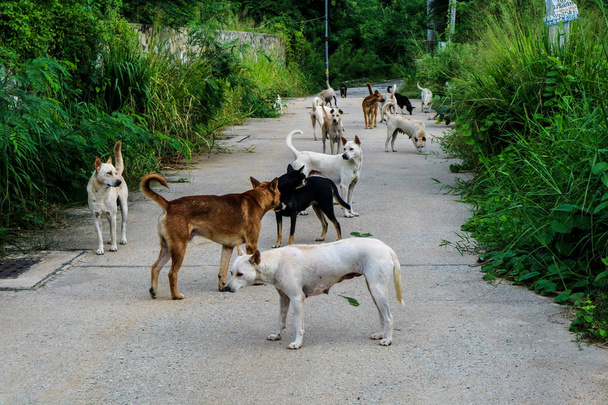 Bezpańskie psy czekają na jedzenie, od osób, które przeszły przez pustynię - Zdjęcie, obraz
