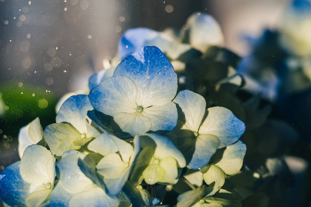 Красиві синьо-жовті квіти гортензії з краплями роси
 - Фото, зображення