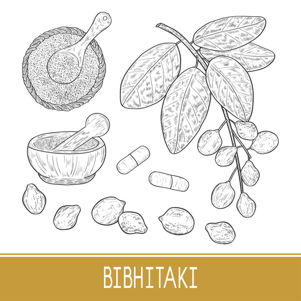 Bibhitaki. Terminalia bellirica. Φυτό. Φύλλο, κλαδί, φρούτα, μούρο. Σκόνη, κονίαμα, tablet. Σύνολο. Σκίτσο. Μονόχρωμη. - Διάνυσμα, εικόνα