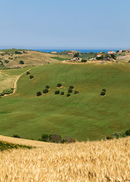  vista de olivares sobre colinas de Abruzos. Italia
 - Foto, Imagen