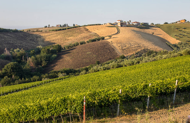 アブルッツォの丘を転がりのオリーブ畑、ブドウ園および農場の全景。イタリア - 写真・画像