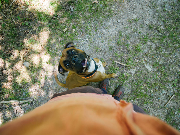 Ο άνθρωπος που βλέπει από ψηλά μια όμορφη πυγμάχος σκύλος - Φωτογραφία, εικόνα