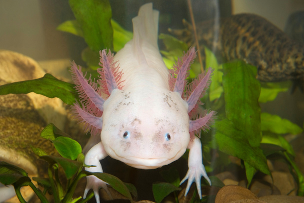 Podvodní Axolotl mexický portrét zblízka v akváriu. Mexická chodící ryby. Ambystoma mexicanum. - Fotografie, Obrázek