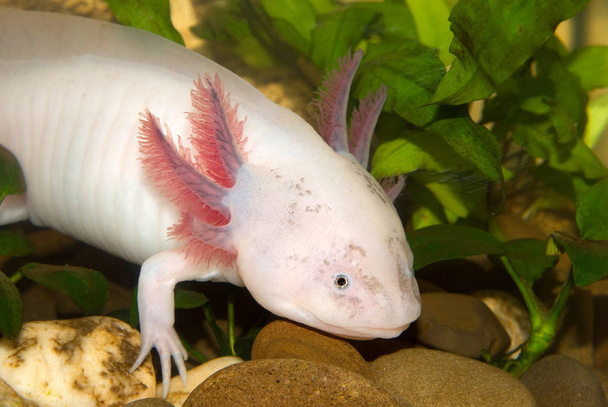 Підводний Axolotl портрет закладають в акваріумі. Мексиканські ходьбі риби. Ambystoma mexicanum. - Фото, зображення