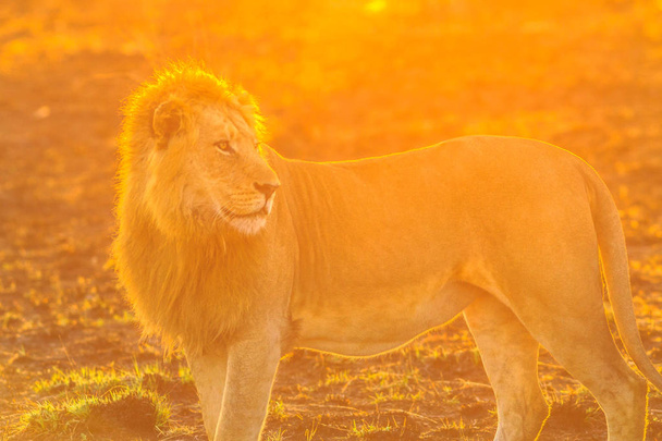 Leijona auringonnousun valo
 - Valokuva, kuva