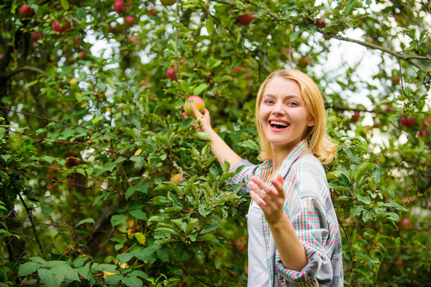 Farm produce organic natural product. Girl rustic style gather apples harvest garden autumn day. Farmer picking ripe fruit from tree. Harvesting season concept. Woman hold apple garden background - Foto, immagini