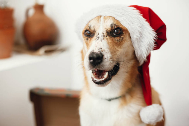 Hund mit Weihnachtsmütze mit entzückenden Augen und lustigen Emotionen sitzt in festlichem Raum - Foto, Bild