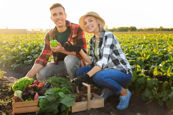 Agriculteurs avec des légumes cueillis dans le champ
 - Photo, image