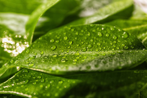Green leaves with water drops, closeup - Foto, imagen